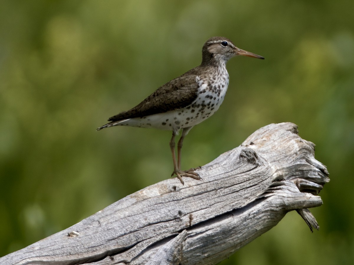 Spotted Sandpiper - ML621763177