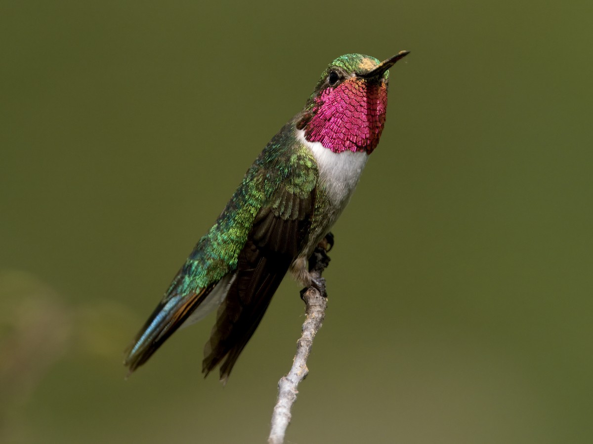 Broad-tailed Hummingbird - ML621763179
