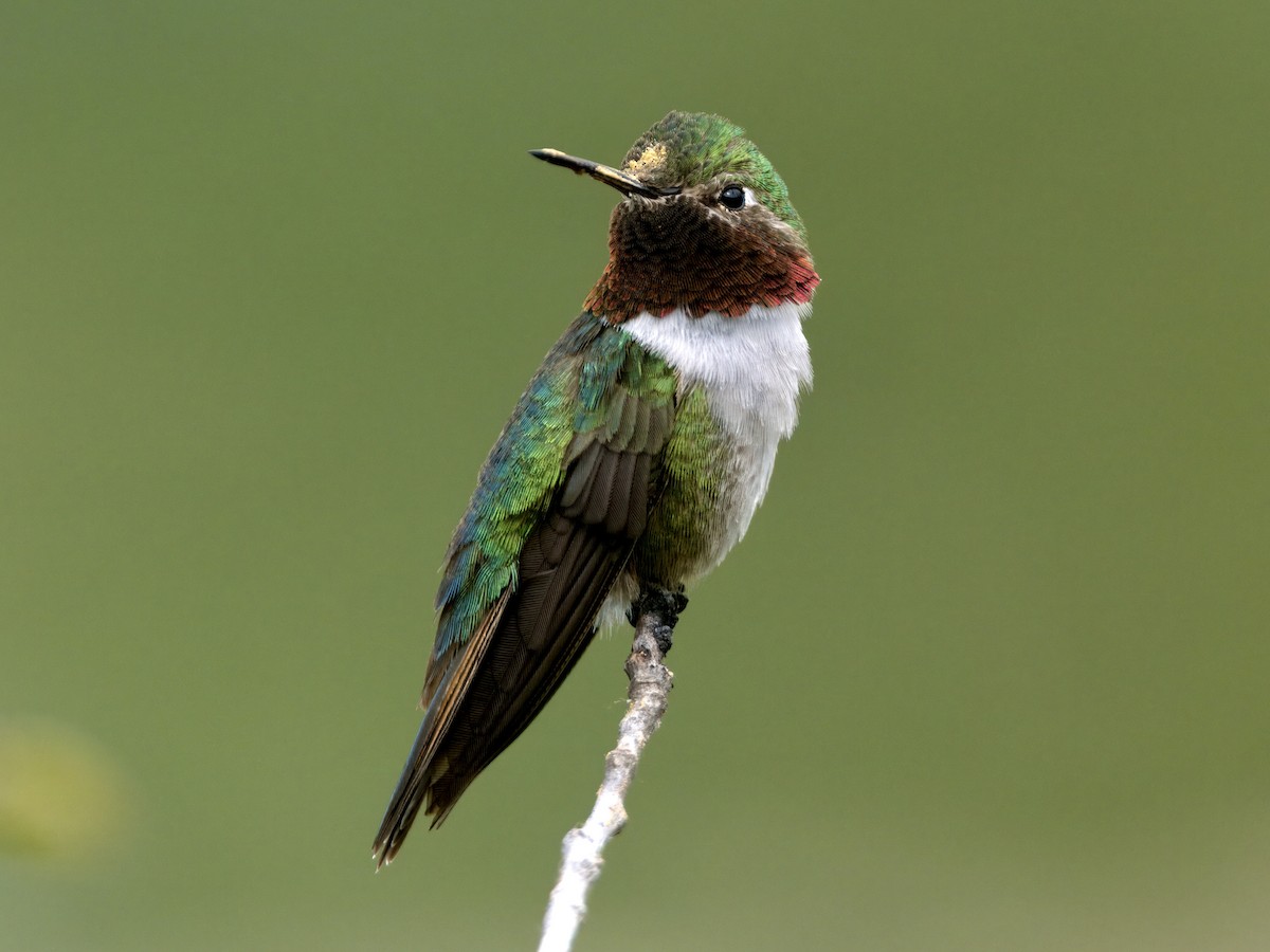 Broad-tailed Hummingbird - ML621763180
