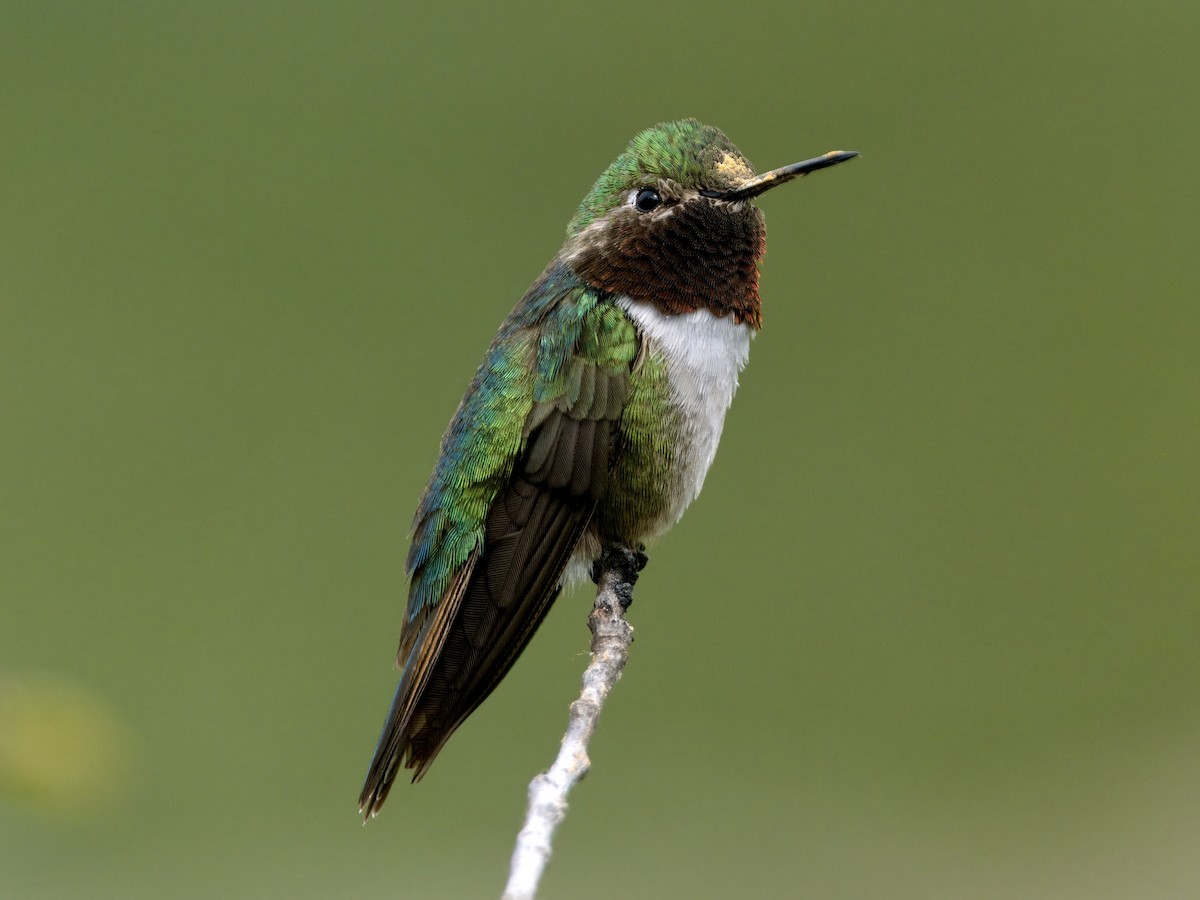 Broad-tailed Hummingbird - ML621763181