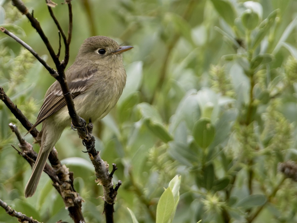 Western Flycatcher - ML621763183