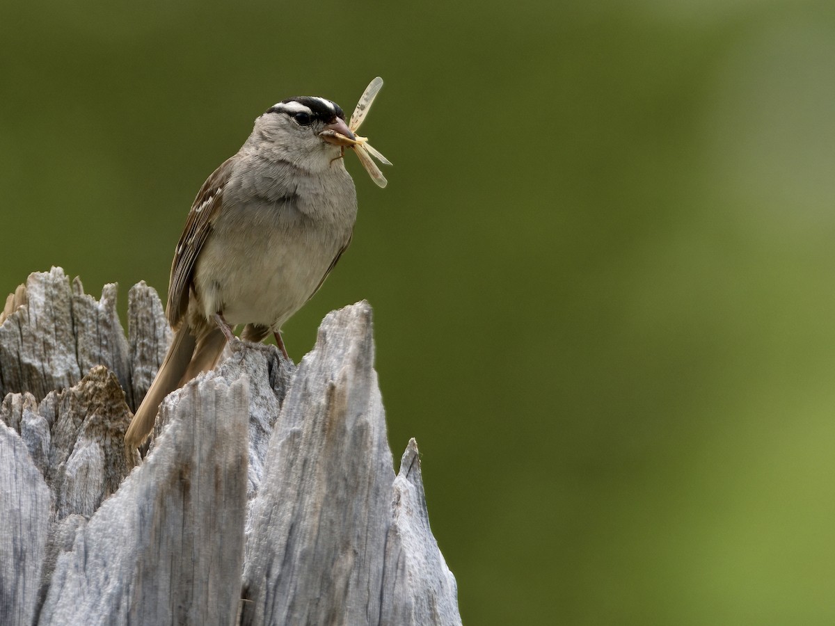 White-crowned Sparrow - ML621763193
