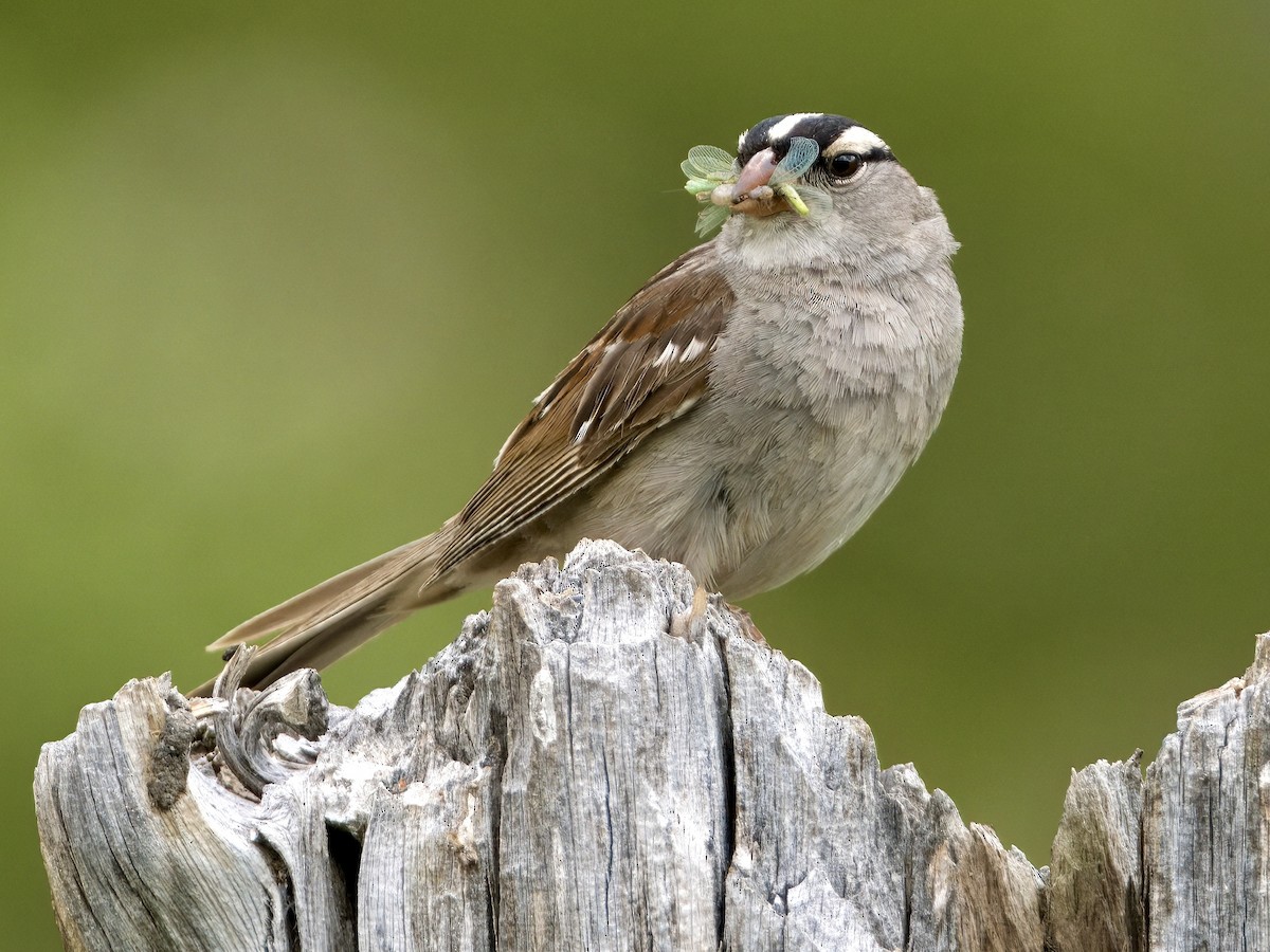 White-crowned Sparrow - ML621763194
