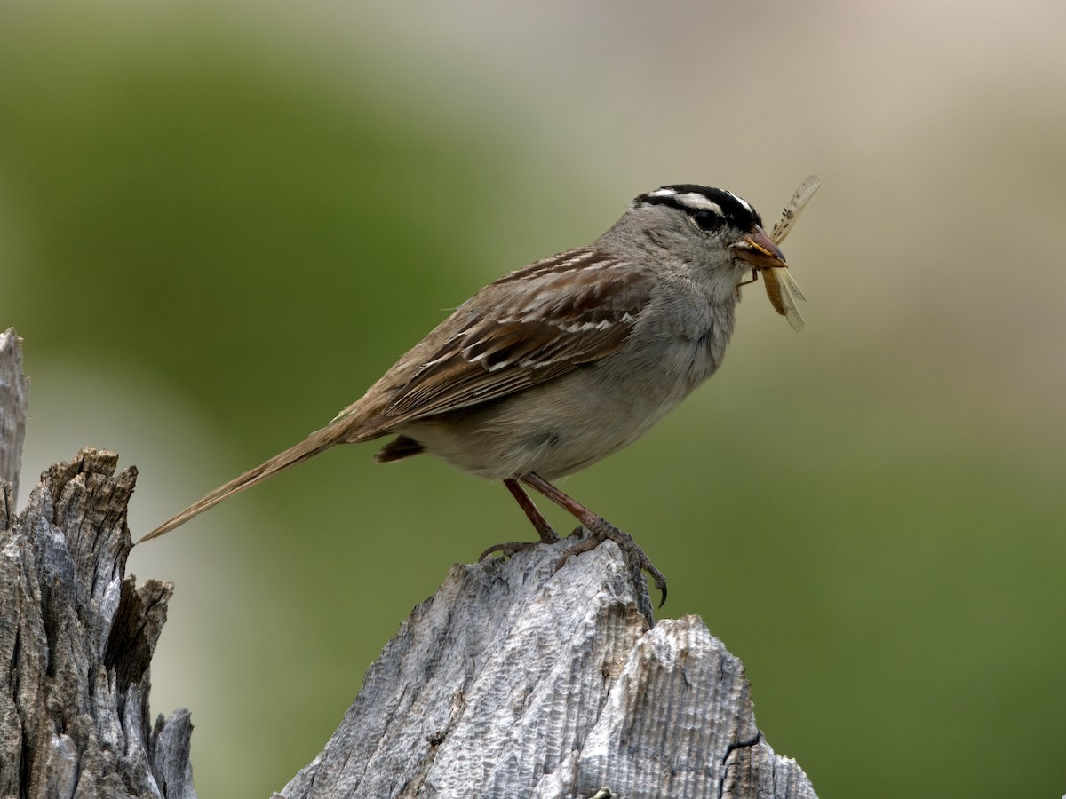 White-crowned Sparrow - ML621763195