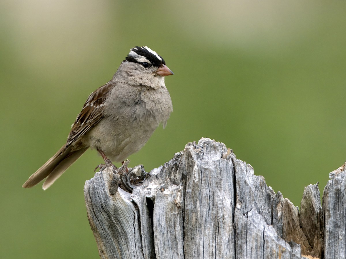 White-crowned Sparrow - ML621763196