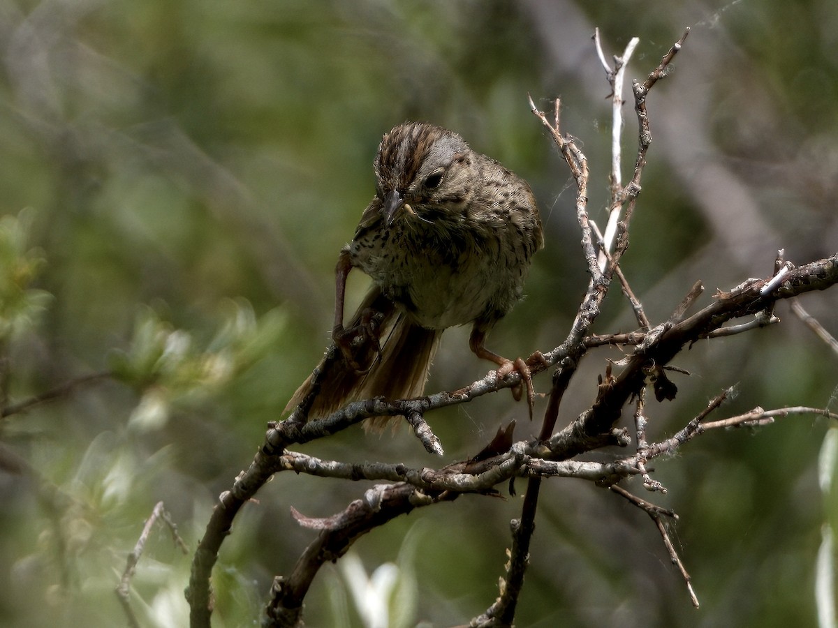 Lincoln's Sparrow - ML621763202
