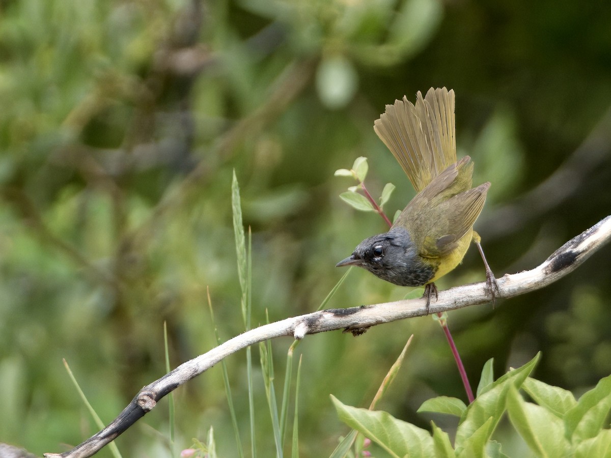 MacGillivray's Warbler - ML621763205