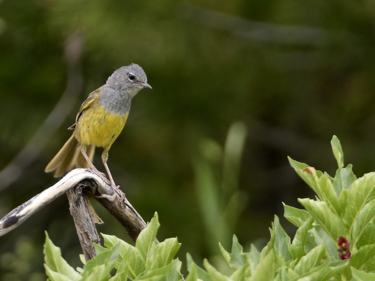 MacGillivray's Warbler - ML621763206