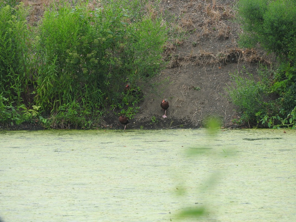 Black-bellied Whistling-Duck - ML621763212