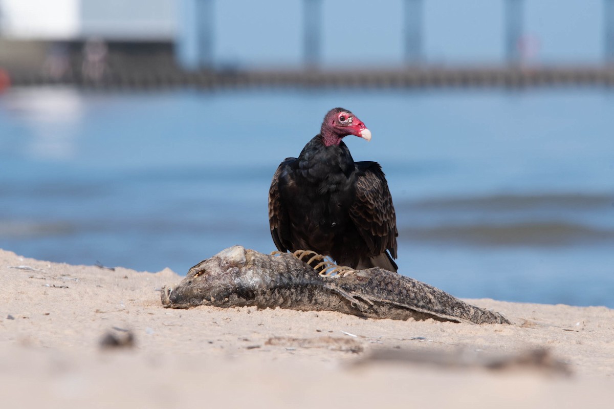 Turkey Vulture - ML621763262