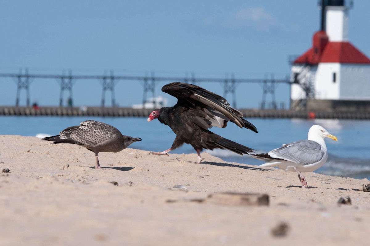 Turkey Vulture - ML621763264