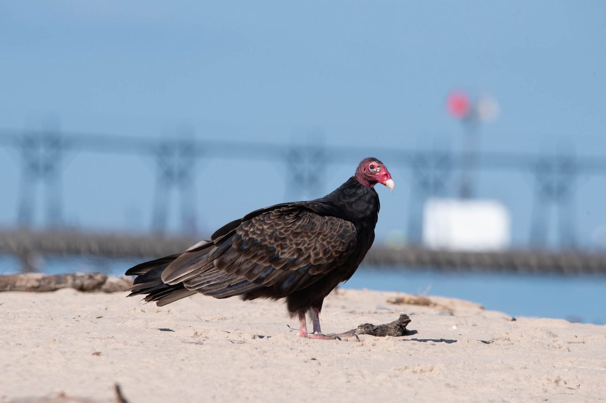 Turkey Vulture - ML621763265