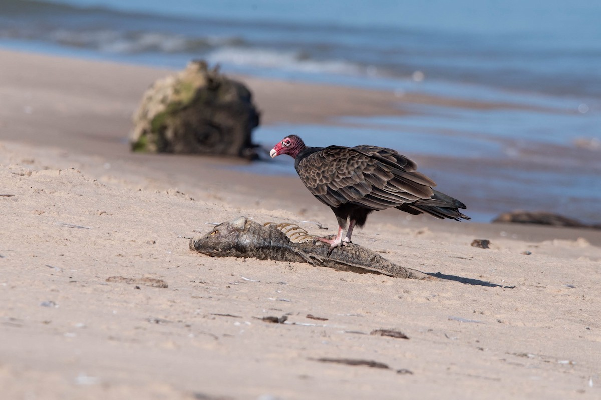 Turkey Vulture - ML621763266