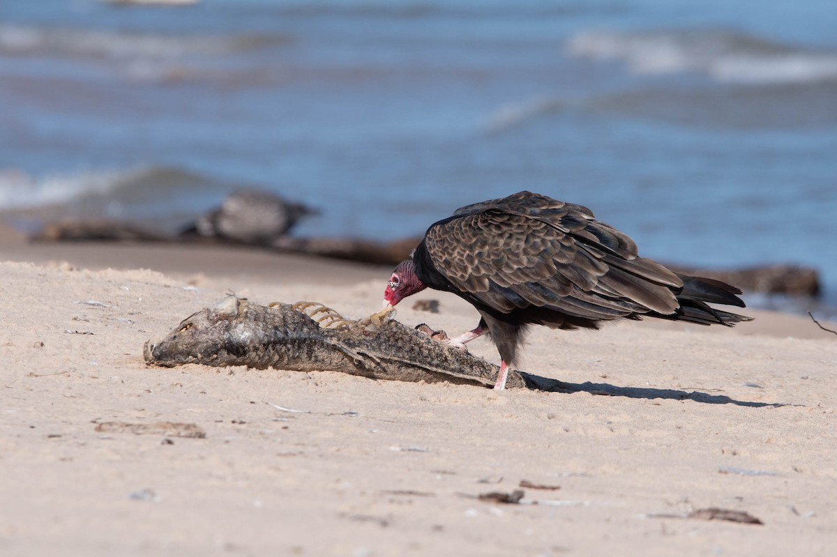 Turkey Vulture - ML621763267