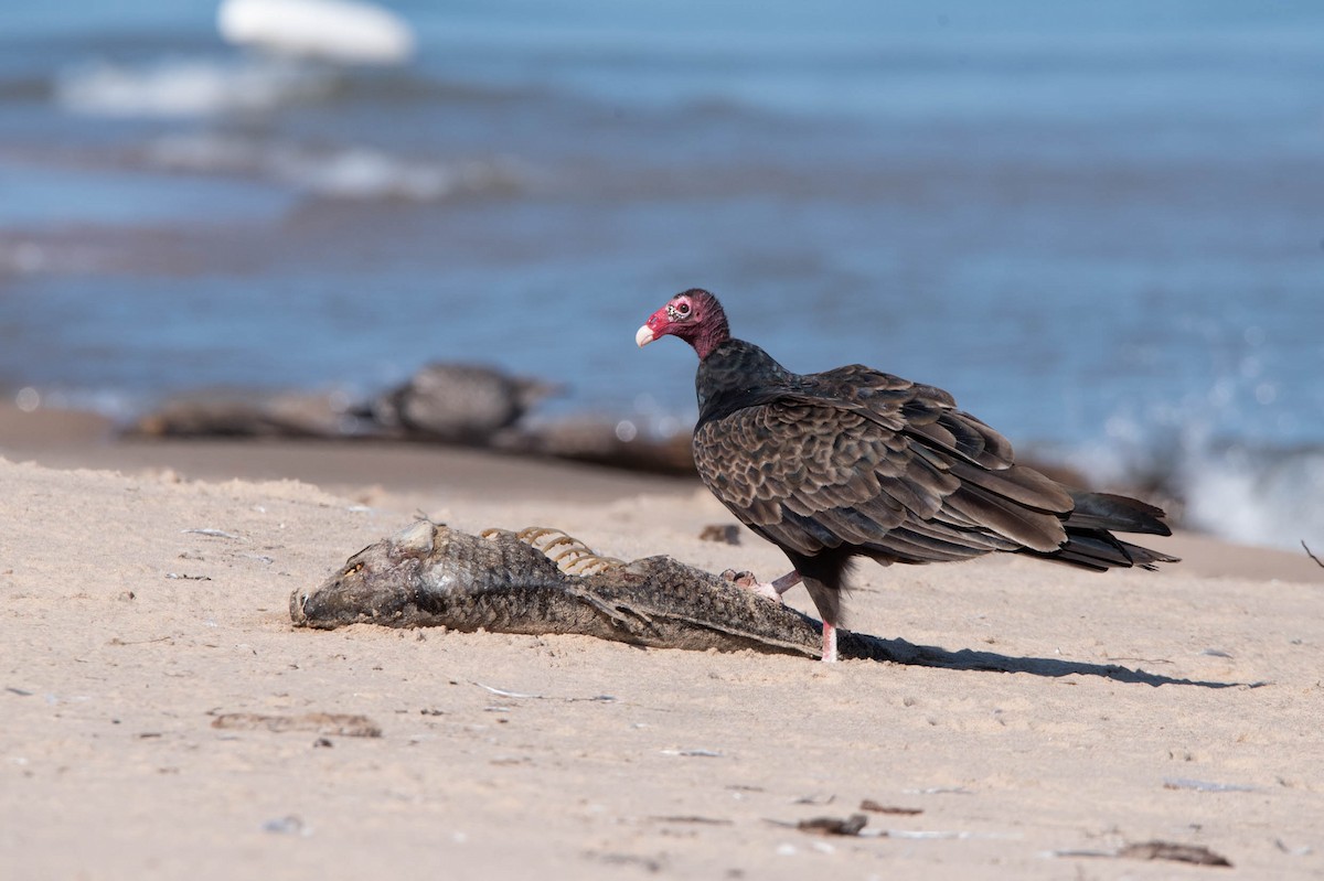 Turkey Vulture - ML621763268