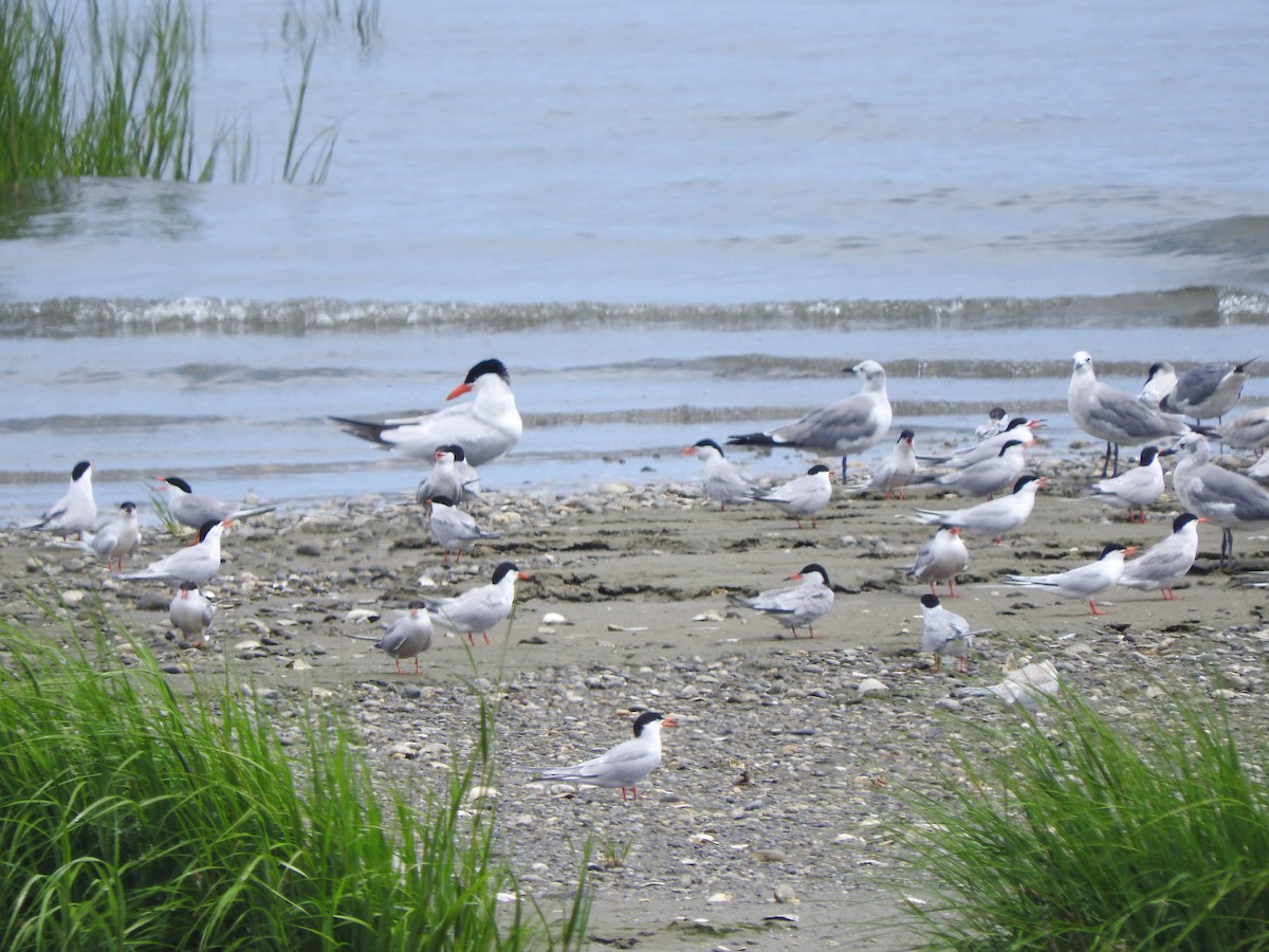 Caspian Tern - ML621763368