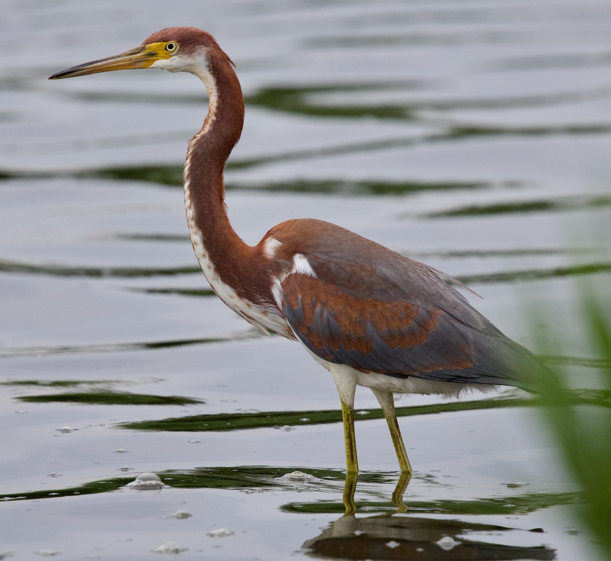 Tricolored Heron - ML621763370