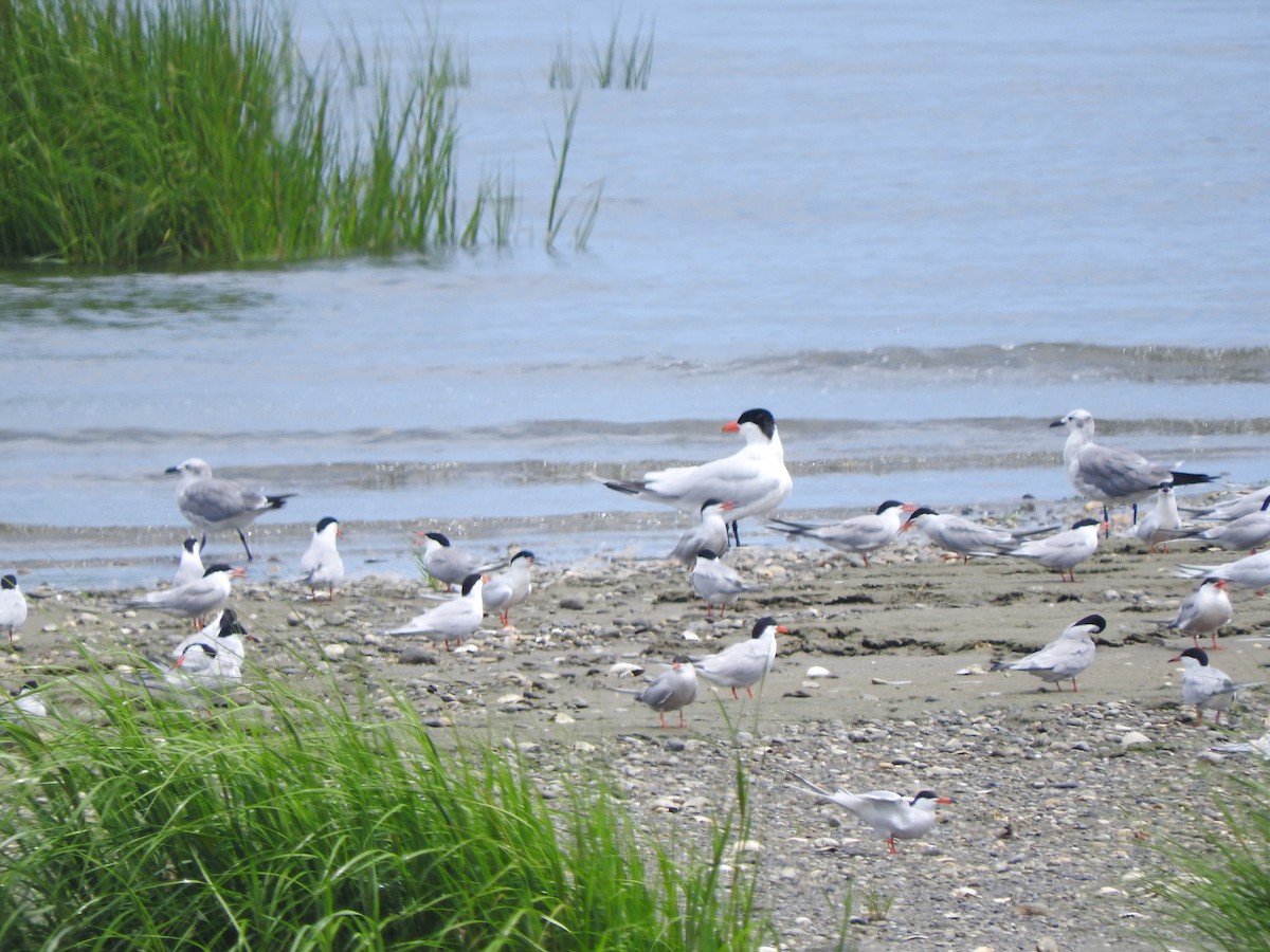 Caspian Tern - ML621763374