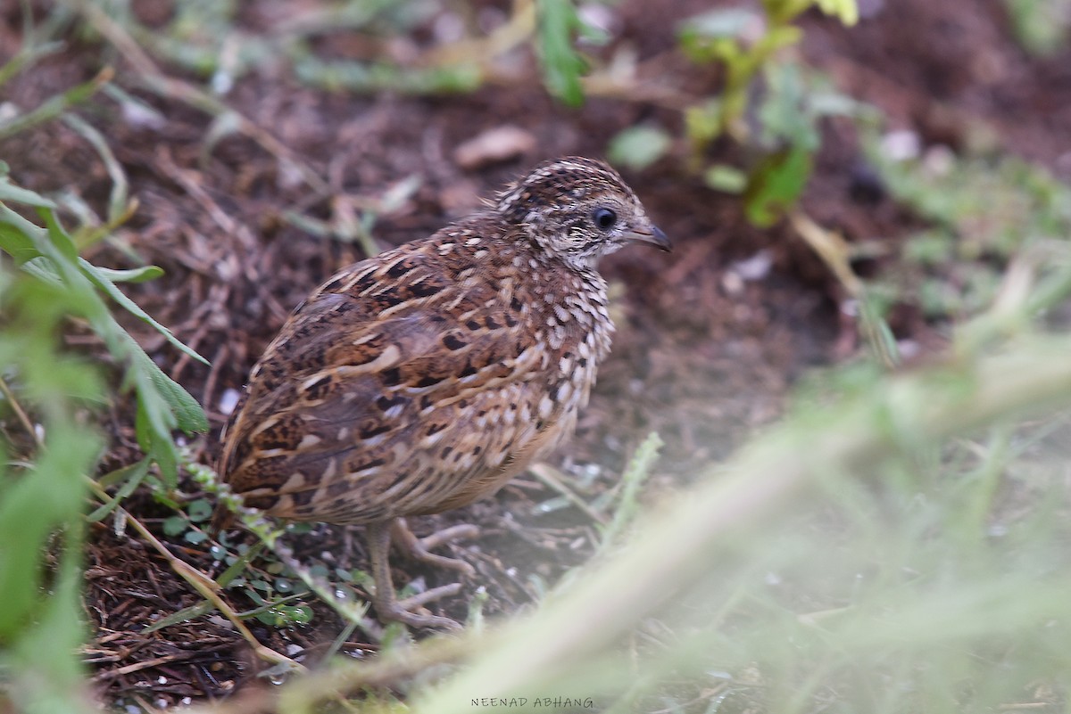 Small Buttonquail - ML621763405