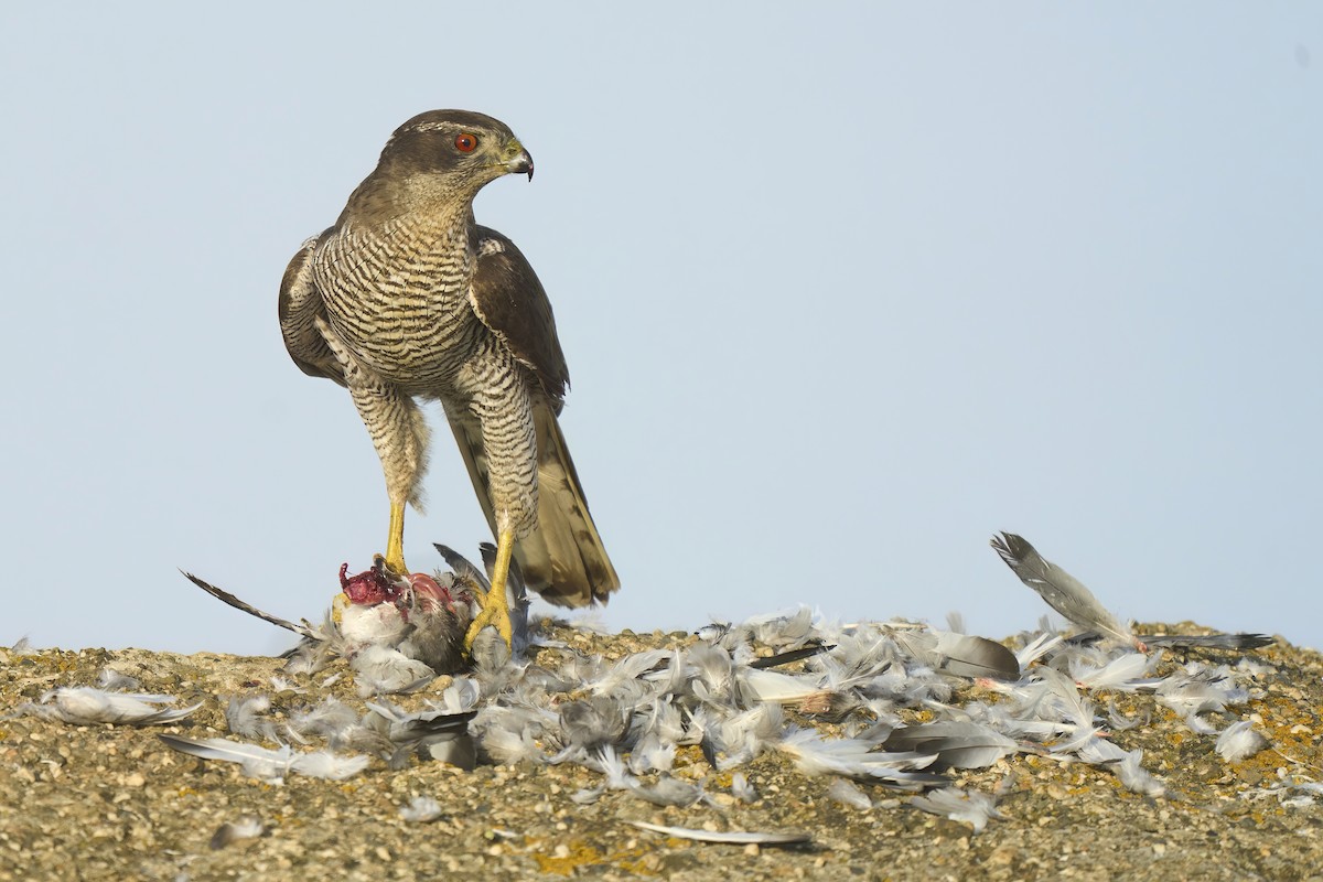 Eurasian Goshawk - ML621763465