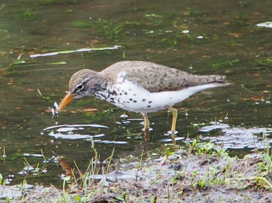 Spotted Sandpiper - ML621763479