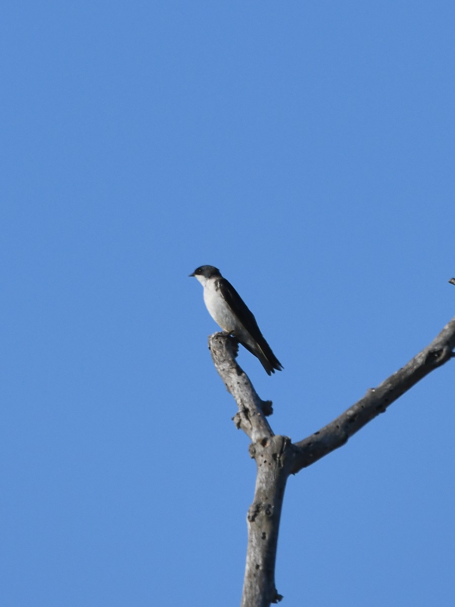 Tree Swallow - ML621763496