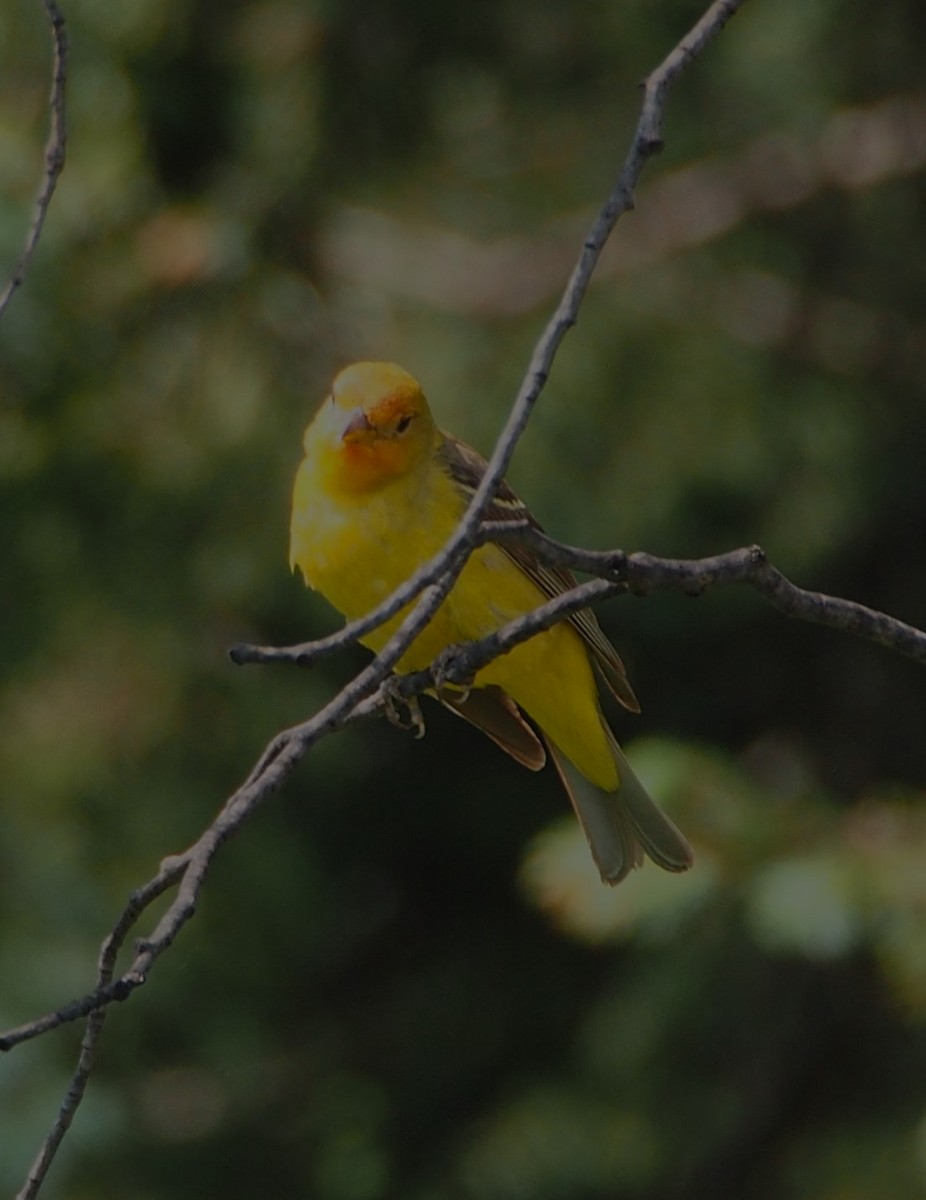 Western Tanager - John Forcey