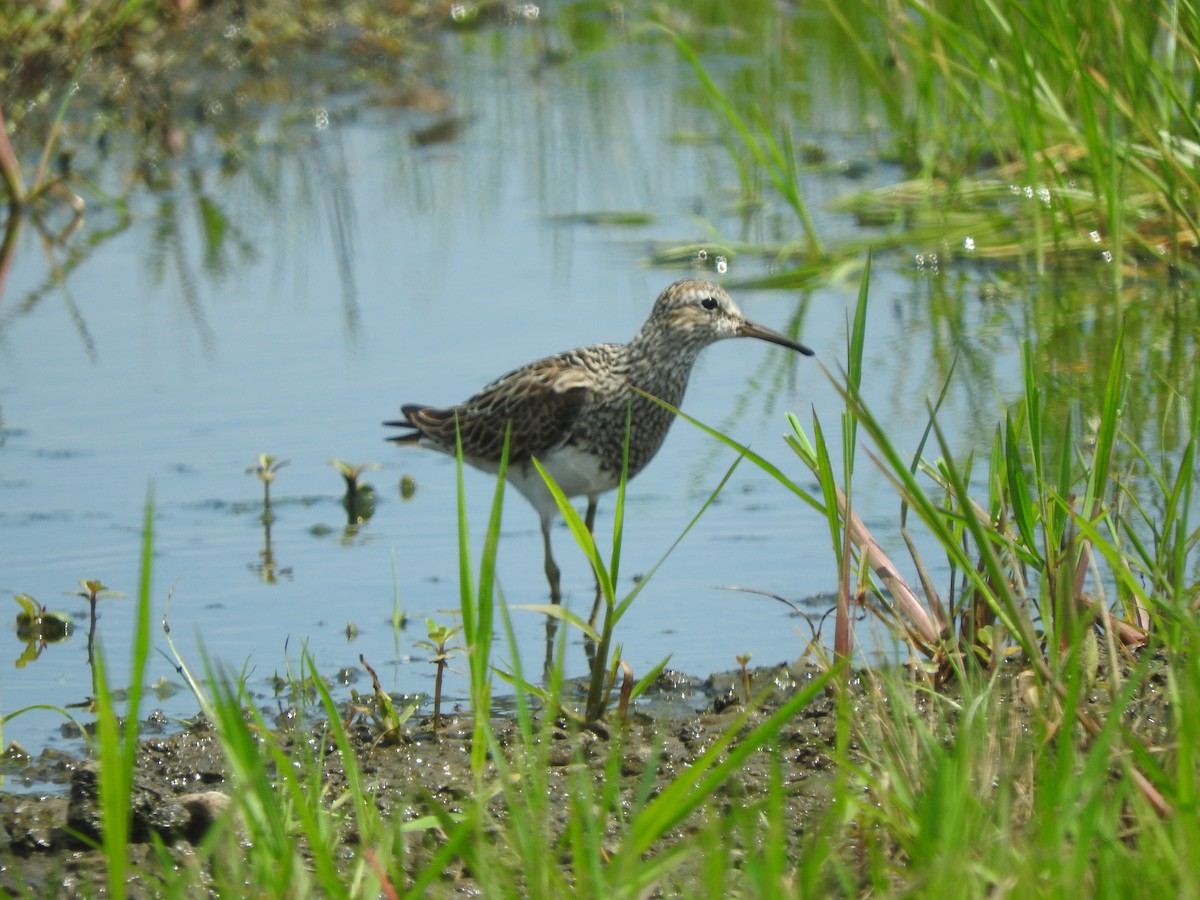 Pectoral Sandpiper - Chris Elphick