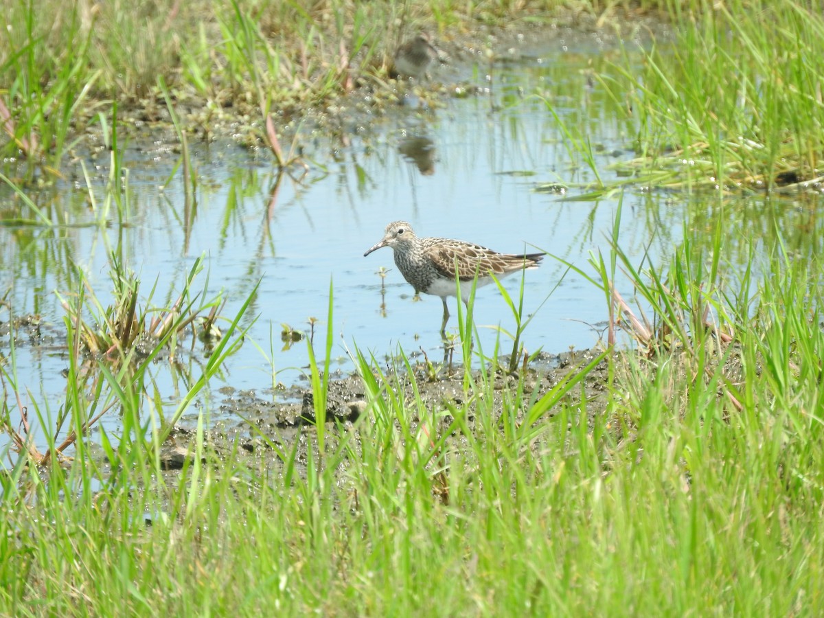 Pectoral Sandpiper - ML621763549