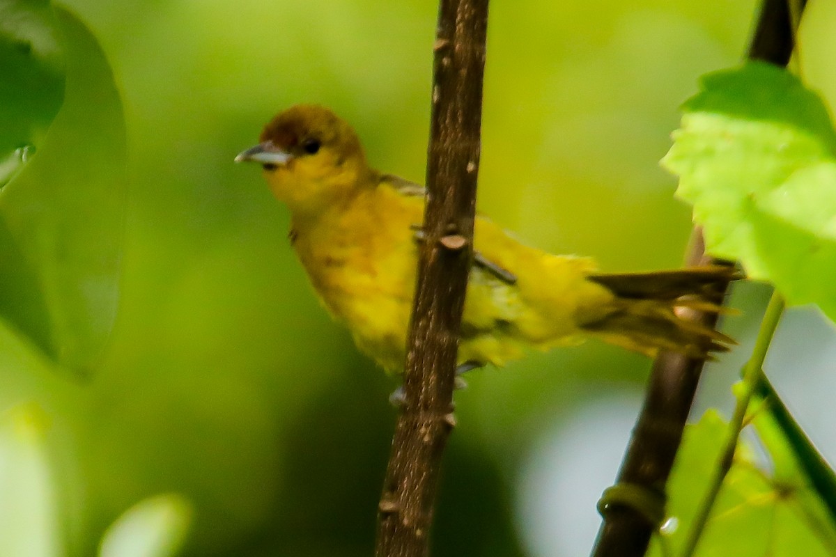 Orchard Oriole - ML621763568