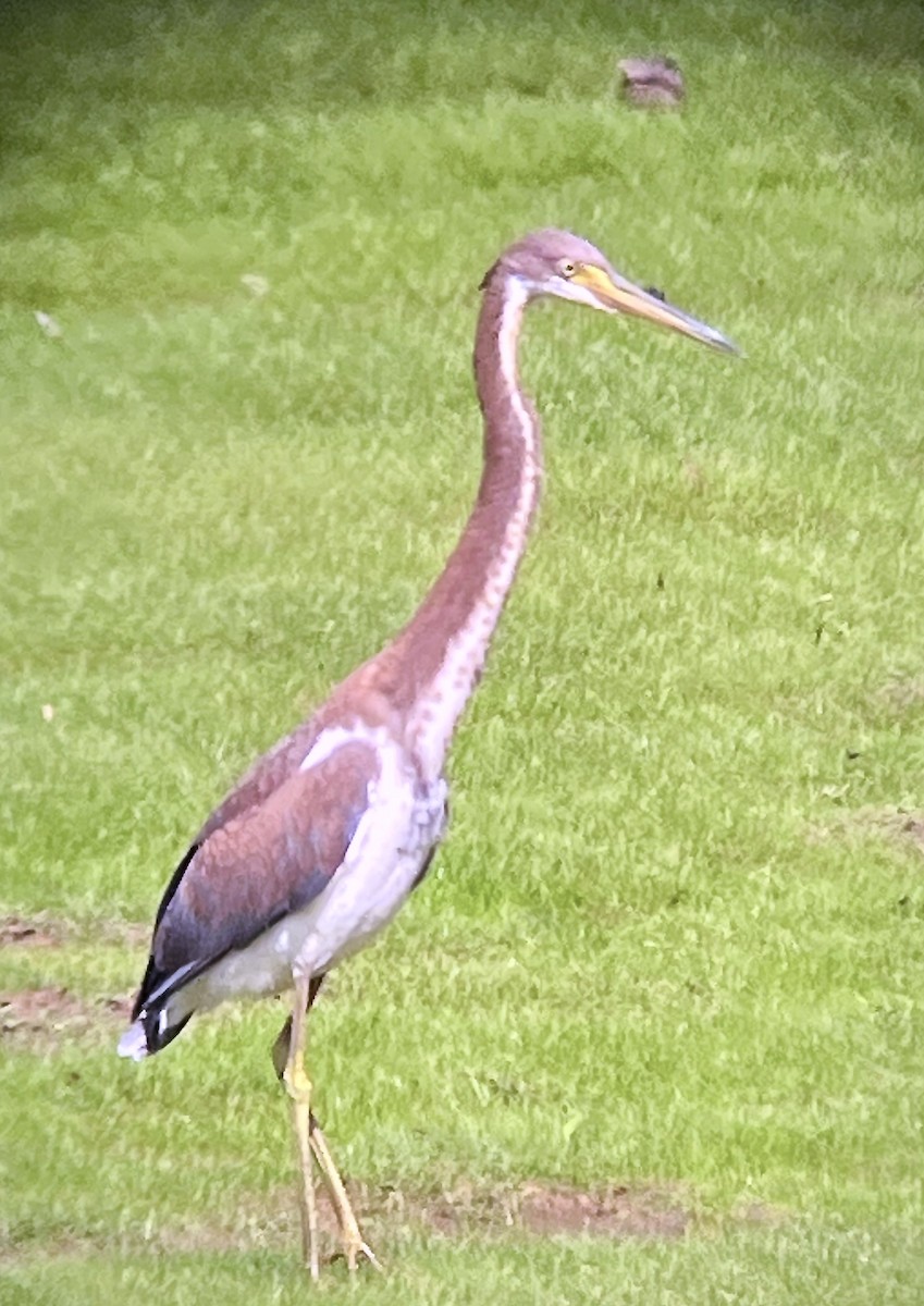 Tricolored Heron - ML621763578