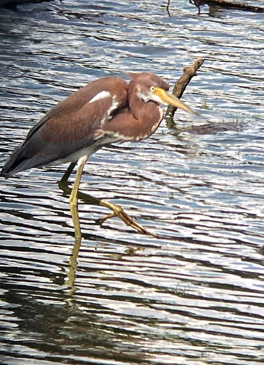 Tricolored Heron - ML621763579