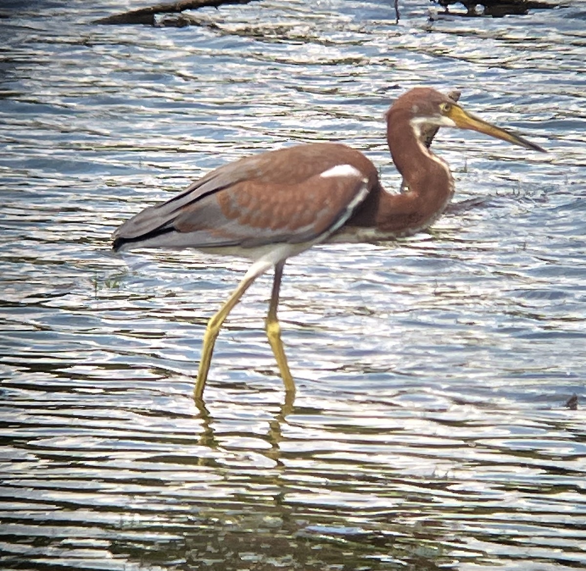 Tricolored Heron - ML621763580
