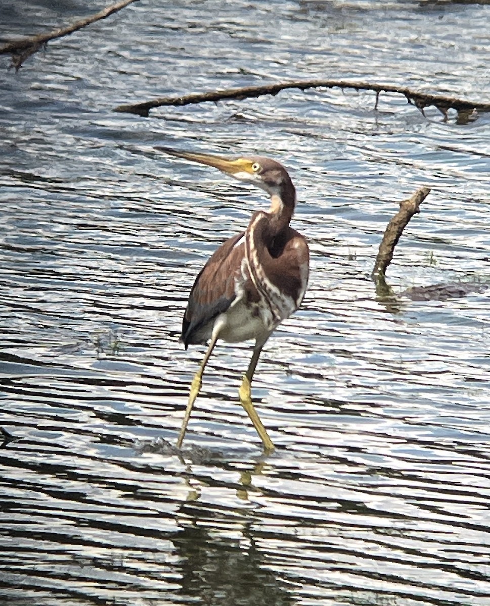 Tricolored Heron - ML621763581