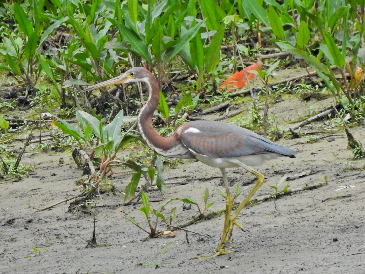 Tricolored Heron - ML621763678