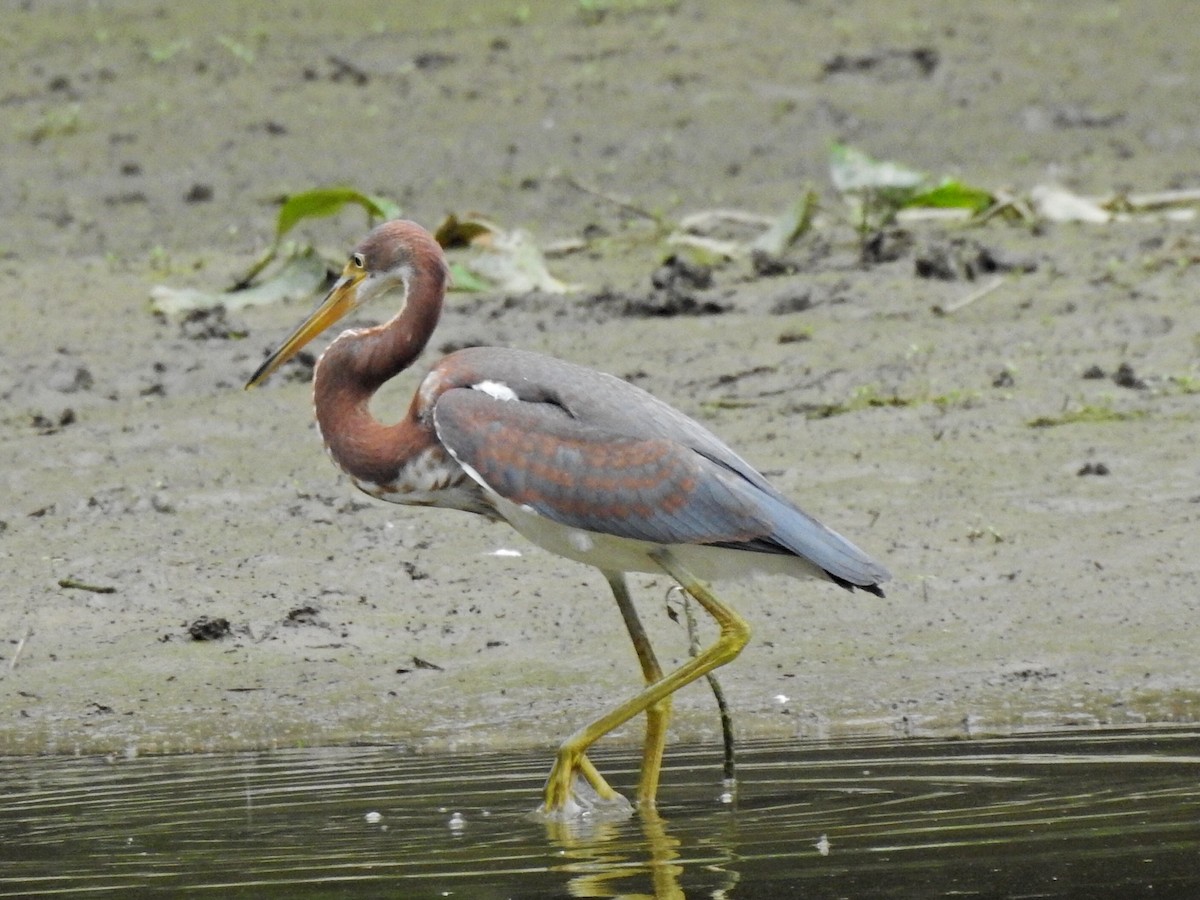 Tricolored Heron - ML621763681