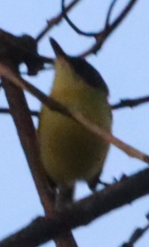 Common Tody-Flycatcher - ML621763698