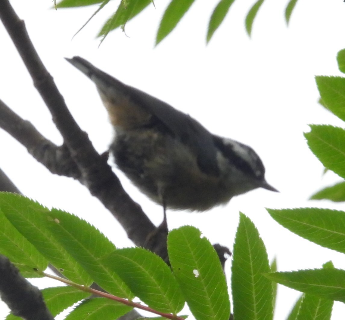 Red-breasted Nuthatch - ML621763754