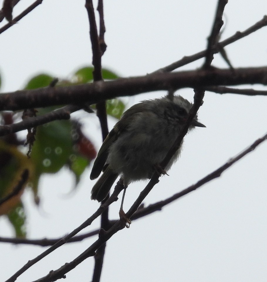 Golden-crowned Kinglet - ML621763755