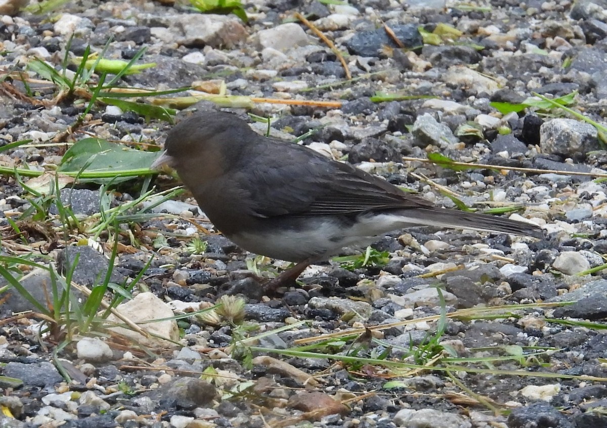 Dark-eyed Junco - ML621763756