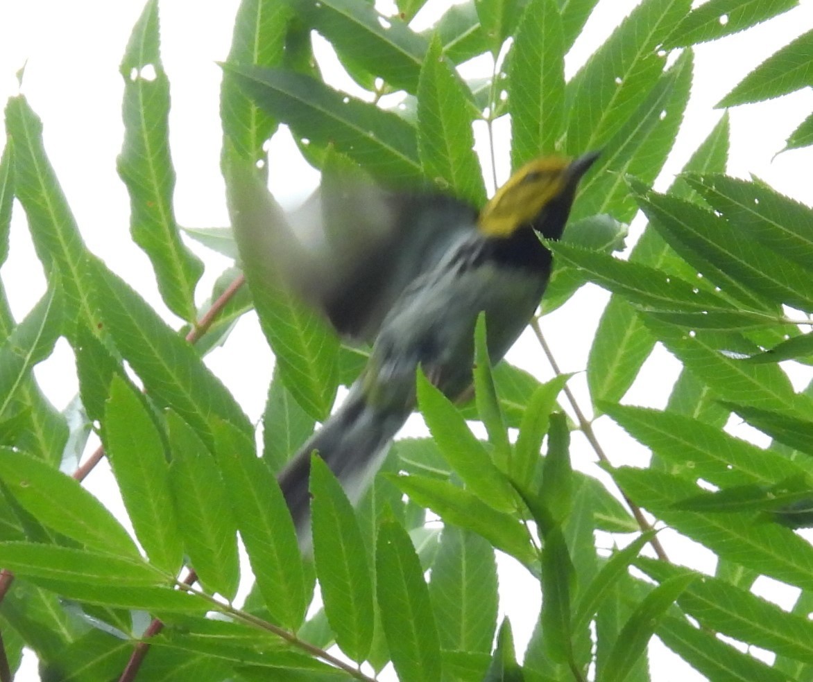 Black-throated Green Warbler - ML621763758