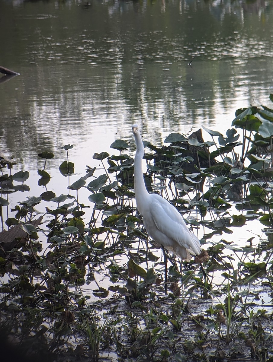 Great Egret - ML621763784