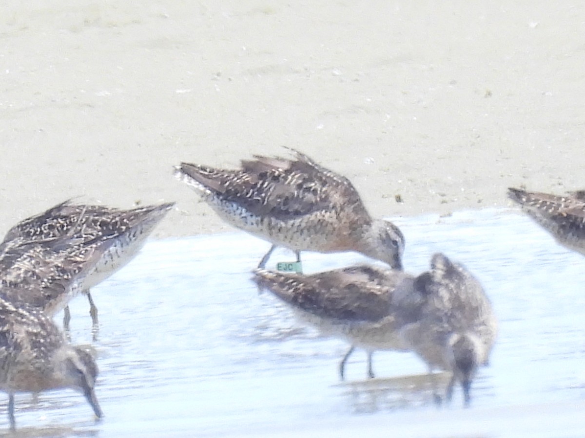 eBird Checklist - 22 Jul 2024 - Monomoy NWR--North Monomoy Island - 32 ...