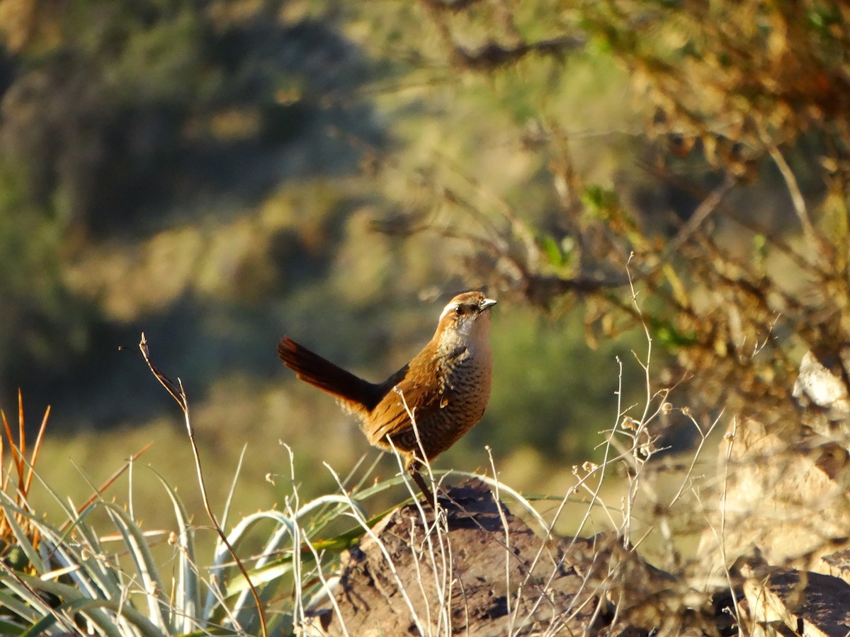 White-throated Tapaculo - ML621763808