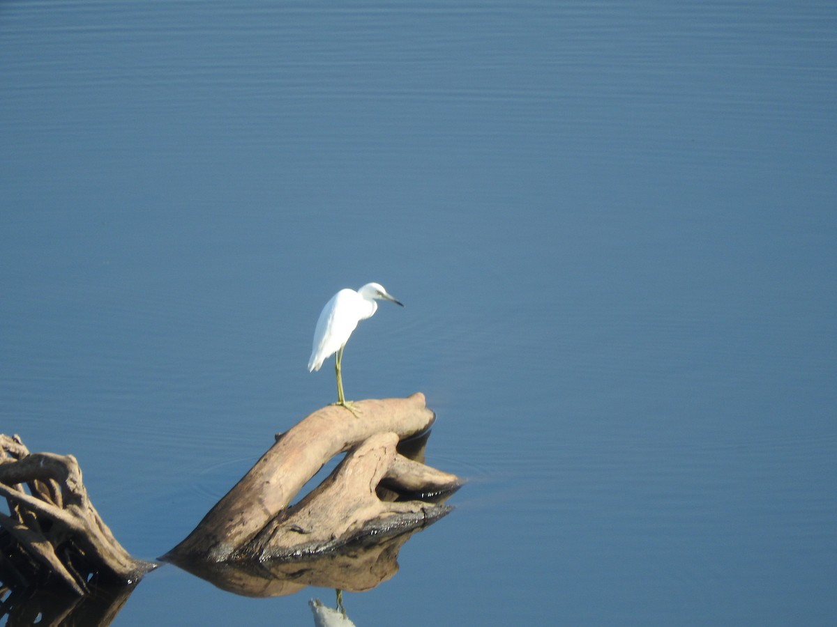 Little Blue Heron - ML621763896