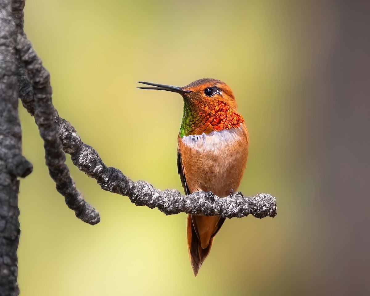 ML621763897 - Rufous Hummingbird - Macaulay Library