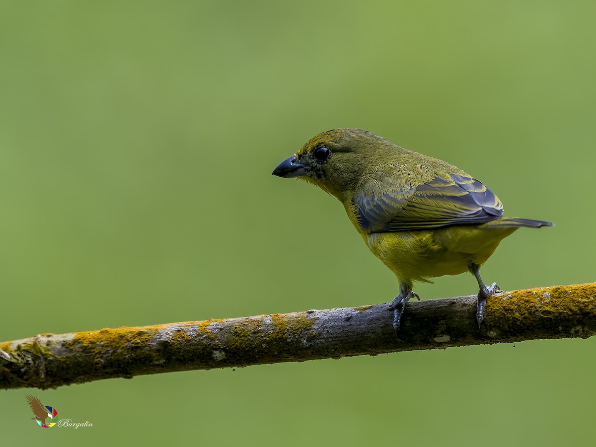 Thick-billed Euphonia - ML621763921