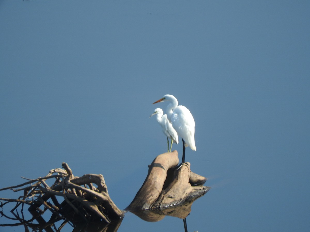 Little Blue Heron - ML621763961