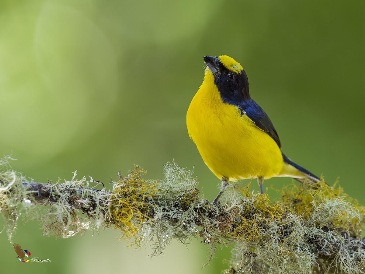 Thick-billed Euphonia - ML621764013