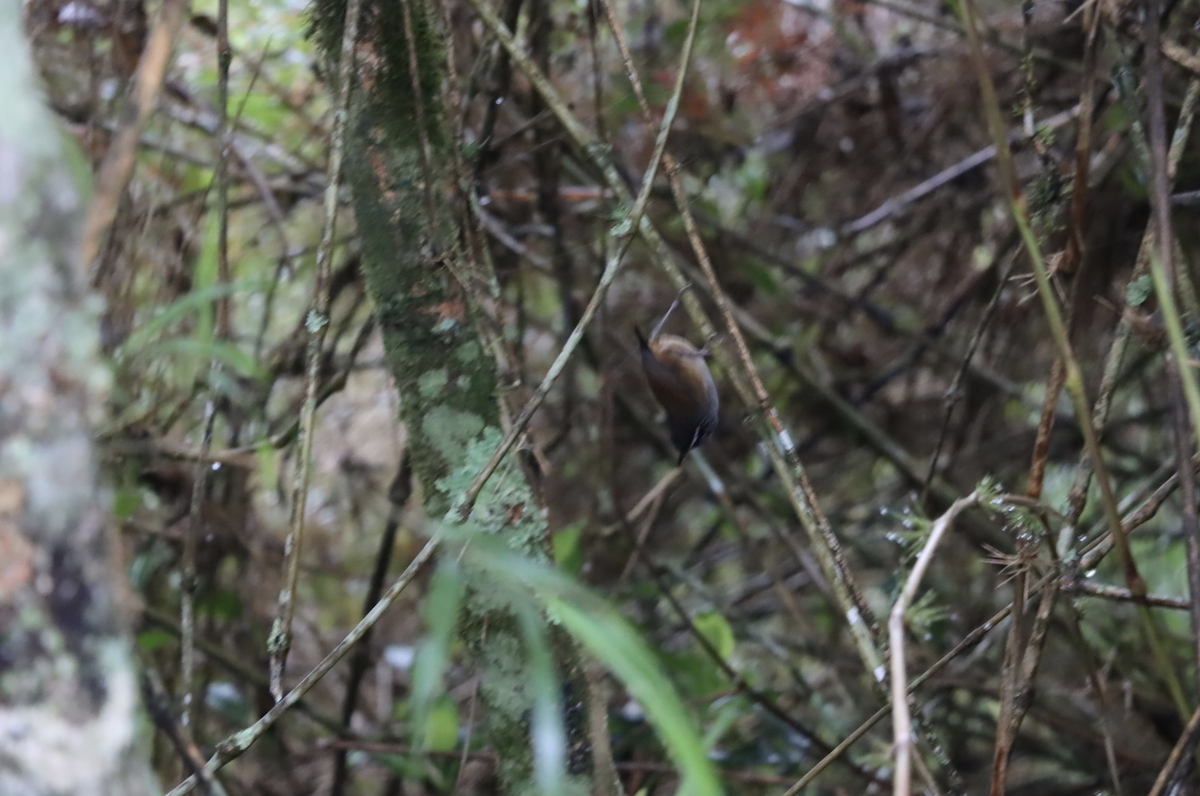 Hermit Wood-Wren - ML621764059